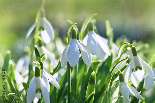 Early spring snowdrops (Galanthus nivalis)