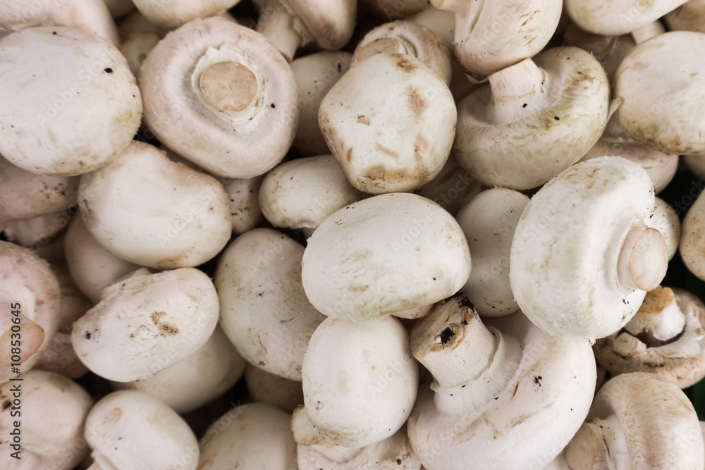 fresh champignons. Champignon mushrooms background fresh champignons. Champignon mushrooms background