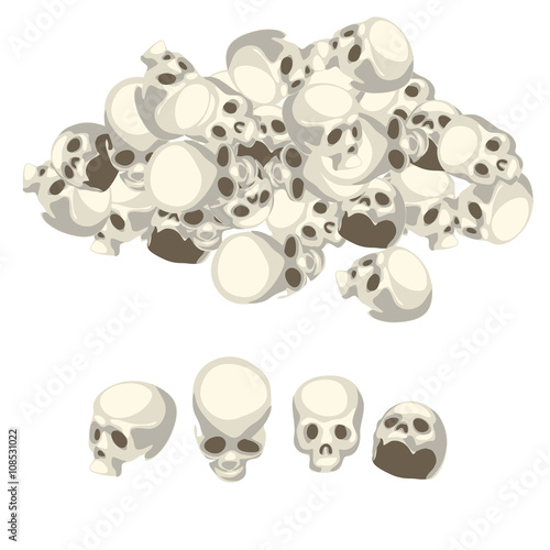 White human skull from different angles