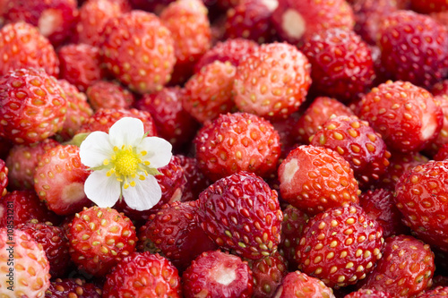 Red wild strawberries