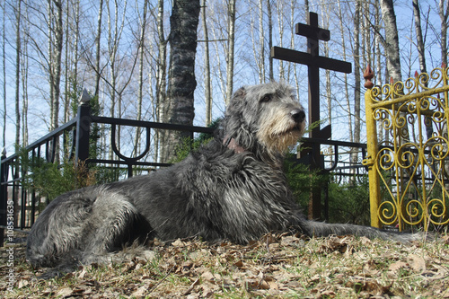 dog near grave