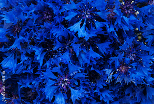 summer blue cornflowers