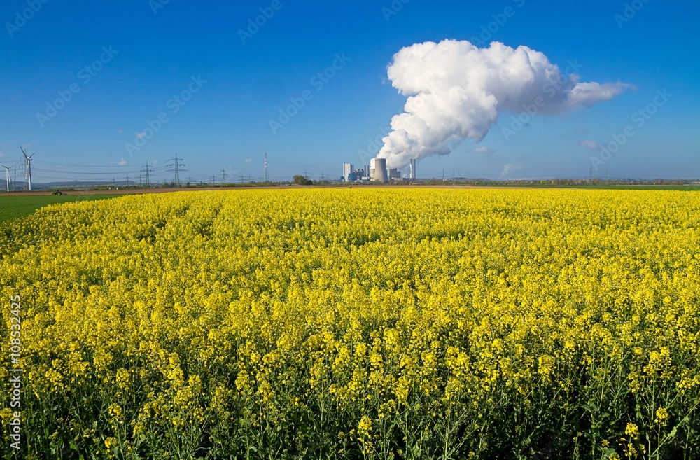 Gelbes Rapsfeld vor Kohlekraftwerk Gelbes Rapsfeld vor Kohlekraftwerk