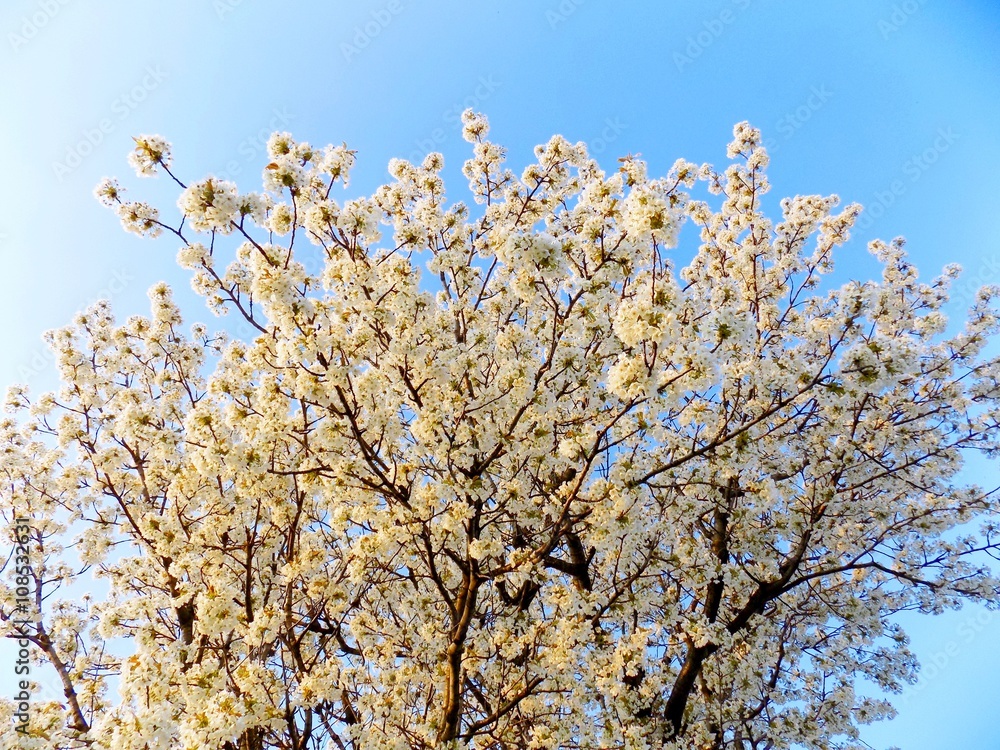 Cherry blossom tree Cherry blossom tree