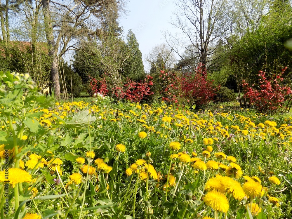 Obraz premium Many dandelions on meadow