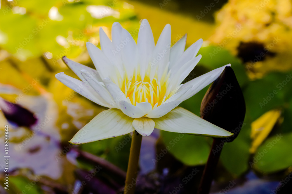 White lotus