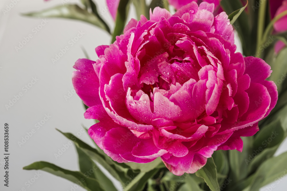 Crimson Peony