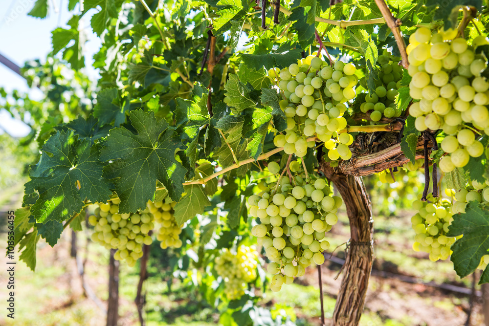 Vineyard row with bunches of ripe white wine grapes. Vineyard row with bunches of ripe white wine grapes.