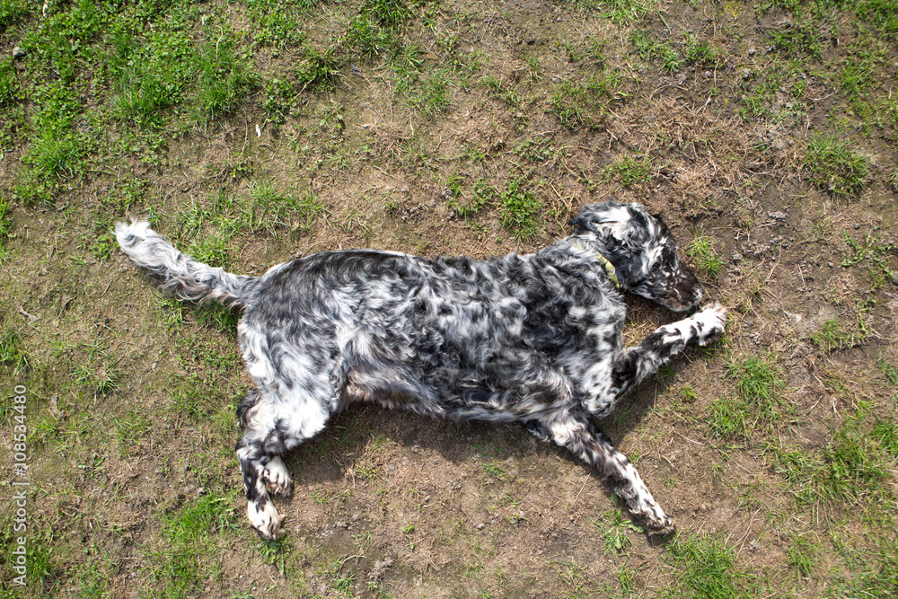funny dog in the garden, scratching dog
funny dog in the garden, scratching dog