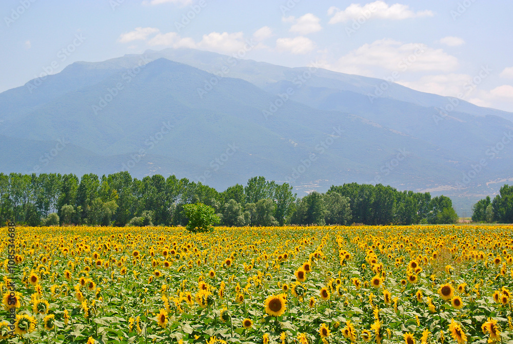 Sunflower field before mountain