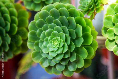 Echeveria Pulidonis green cactus in a garden. Close-up  photo