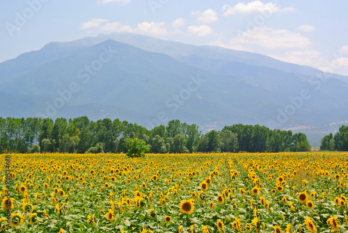 Sunflower field before mountain