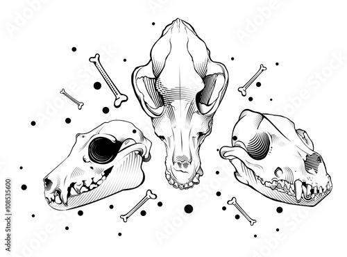 Vector dog skull. engraving style