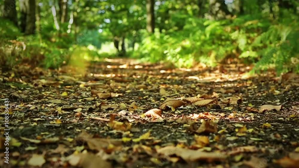 Moving through trees and dried leaves though a sun drenched forest floor in summer
