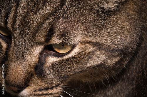 Moment Cat observing