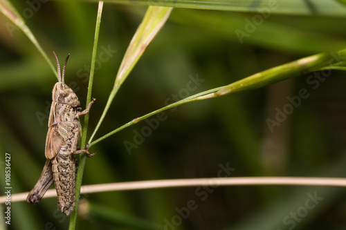 a various grasshopper in the nature