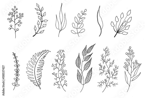 Foliage, ink drawing, botanical illustration