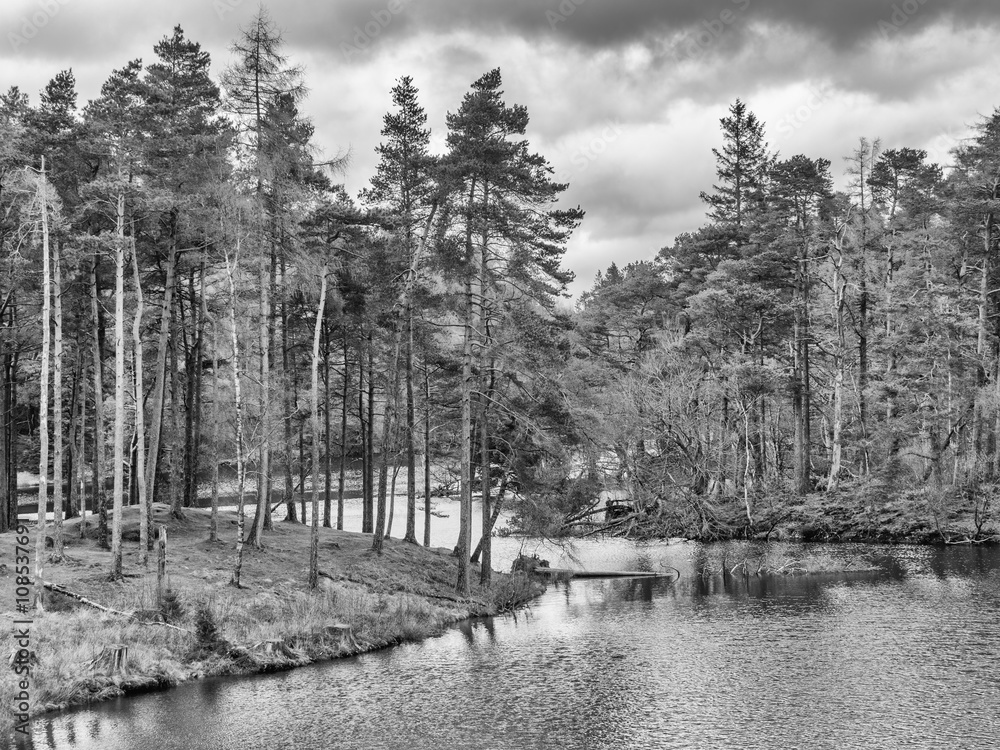 Early springtime at Tarn Hows, Coniston, Cumbria, UK