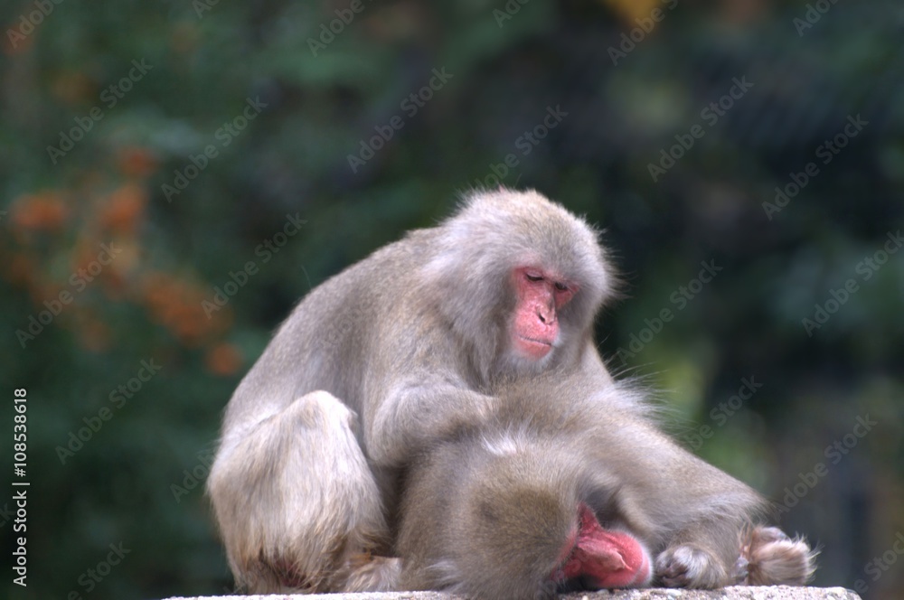 Fototapeta premium macaque