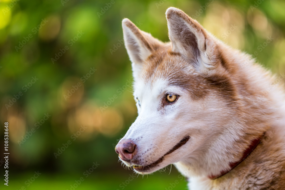 Husky profile portraiture. Husky profile portraiture.