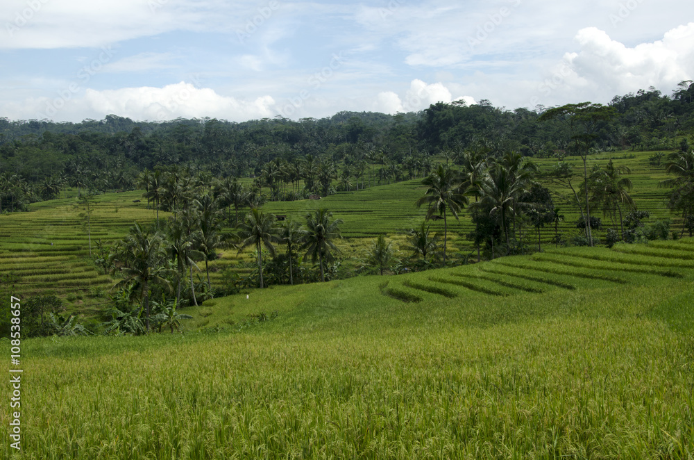 coconut trees in the terraced rice fields
