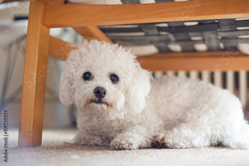 Cute white maltese dog hiding under sofa,  fearful and frightened