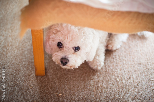 Cute white maltese dog hiding under sofa,  fearful and frightened photo