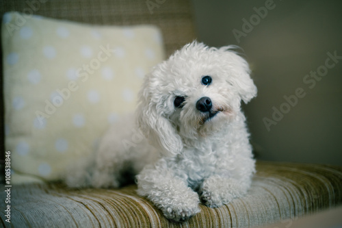 Cute white maltese dog lying at home on a sofa, tilting his head, asking for your attention