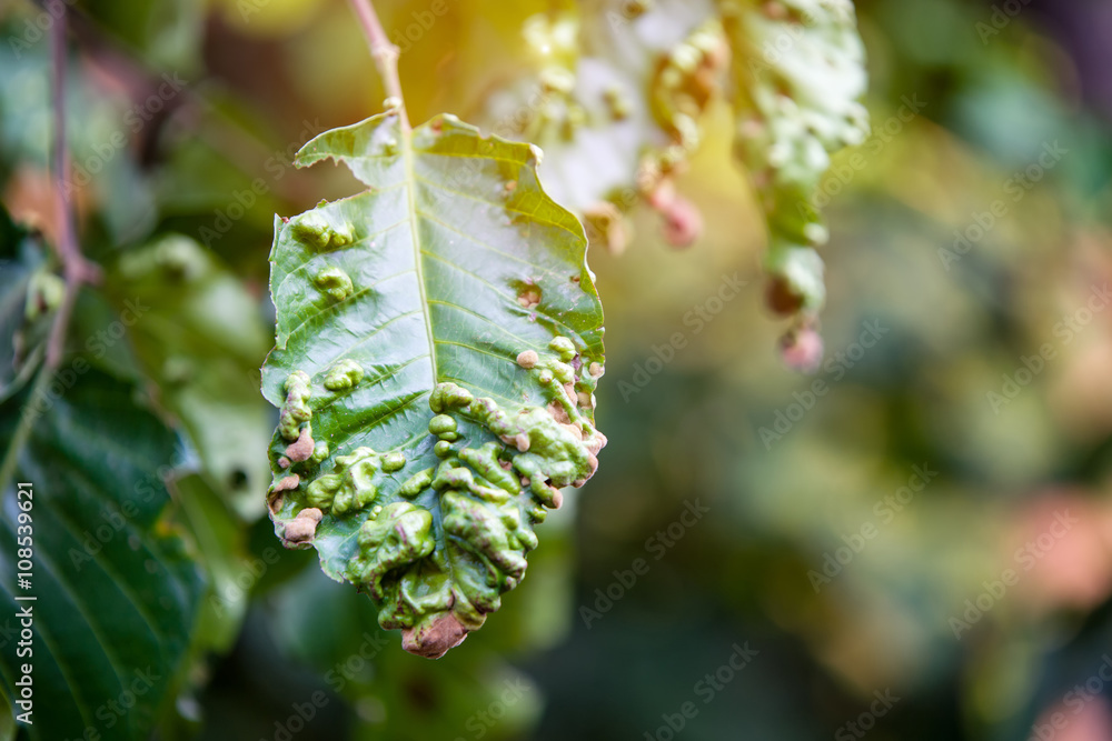 Fototapeta premium Disease spots on a closeup of a leaf