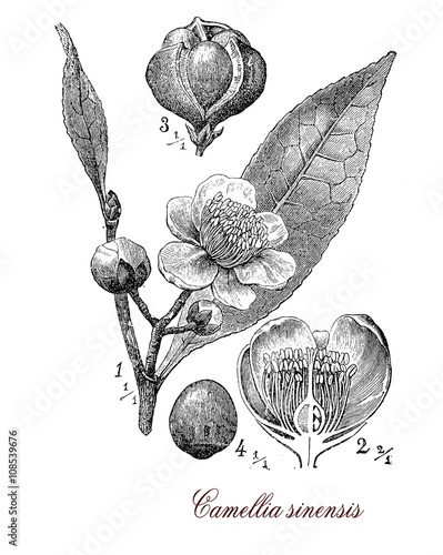 Camellia sinensis, botanical vintage engraving Fototapeta