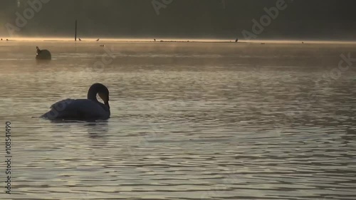 Wallpaper Mural Schwan bei der Gefiederpflege Torontodigital.ca