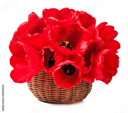 Tulips in the basket isolated