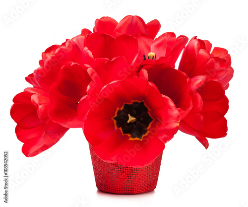 Tulips in the pot isolated