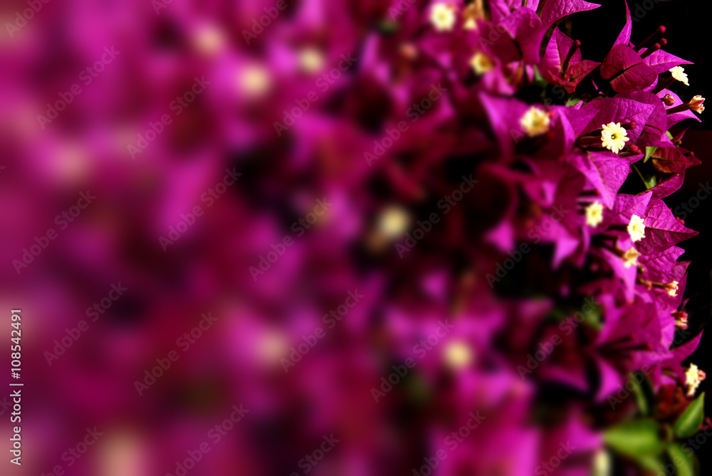 bouganville close up, pianta e fiori fucsia bouganvillea boganvillee Stock  Photo | Adobe Stock