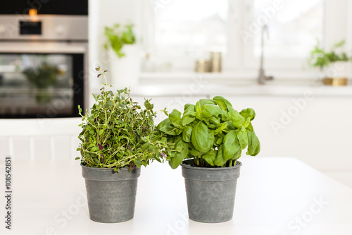 basil and oregano on the kitchen table