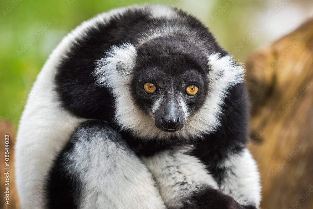 Fototapeta premium Portrait of adult male black-and-white ruffed lemur