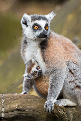 Portrait of adult female lemur katta (Lemur catta) with cub