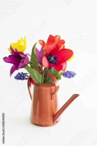 Fototapeta Naklejka Na Ścianę i Meble -  Group of colorful tulips and muscari placed on a watering can with isolated background