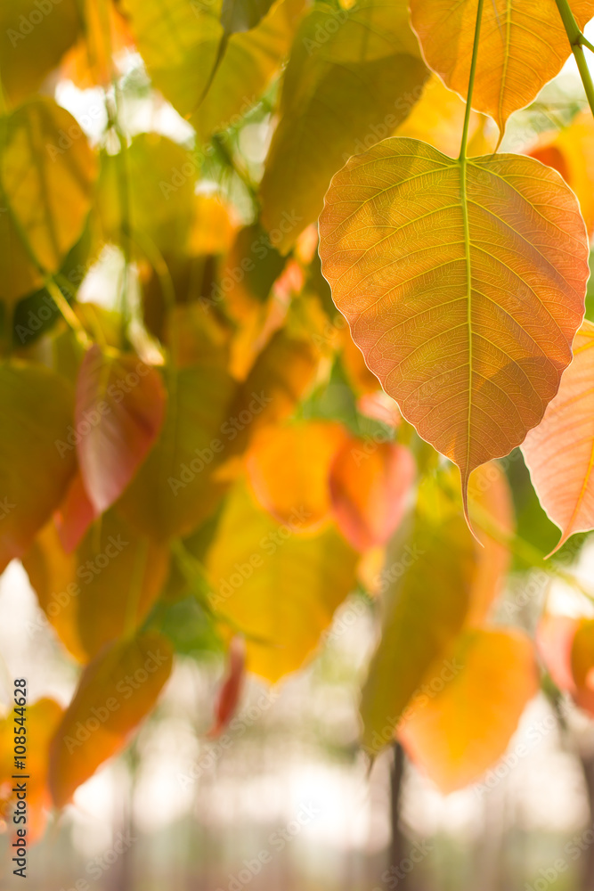 Obraz premium Bo leaves backlit beautiful.