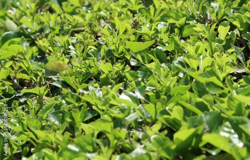 Green trimmed bush leaves