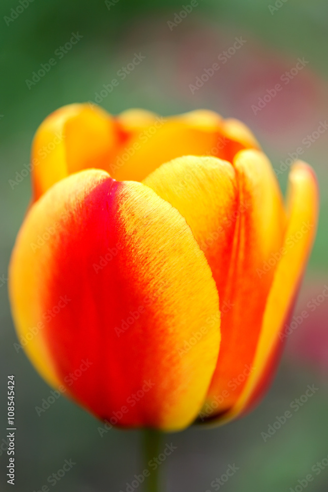 Beautiful flowers red yellow tulip. Close up. Beautiful flowers red yellow tulip. Close up.
