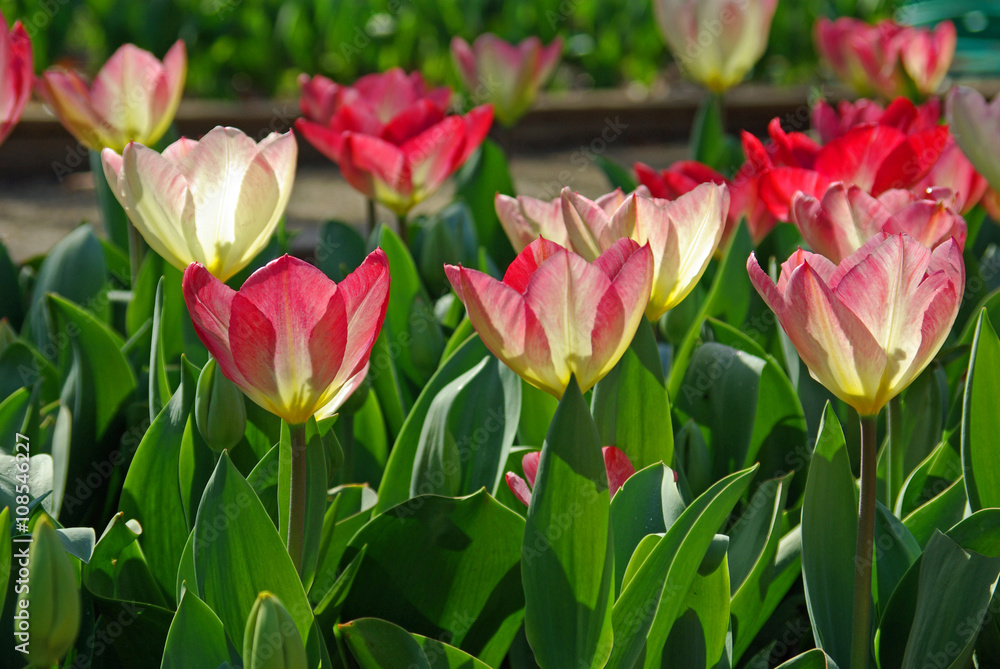 Tulipes roses et blanches au lever du soleil au Parc Floral de Paris Tulipes roses et blanches au lever du soleil au Parc Floral de Paris