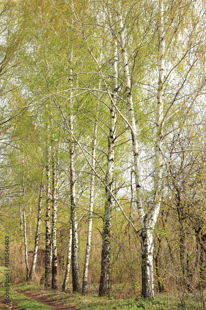 Beautiful birch outside city in countryside. Spring in birch grove. Beautiful birch outside city in countryside. Spring in birch grove.