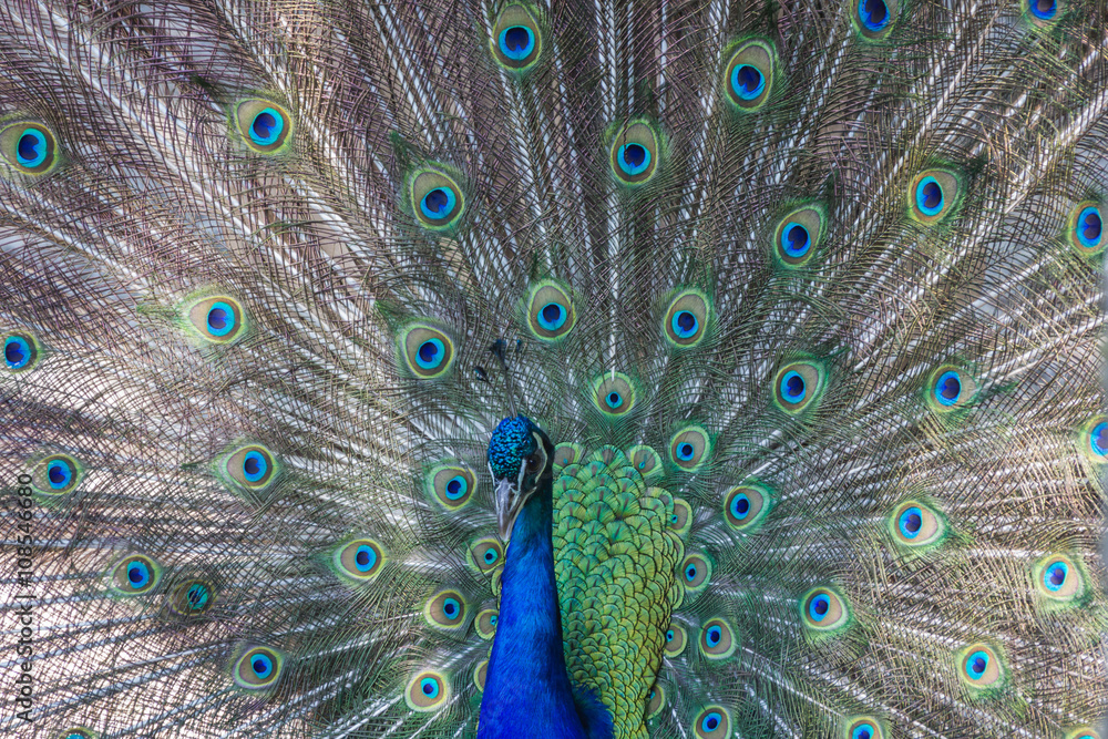Fototapeta premium Pfau schlägt Rad, Makro