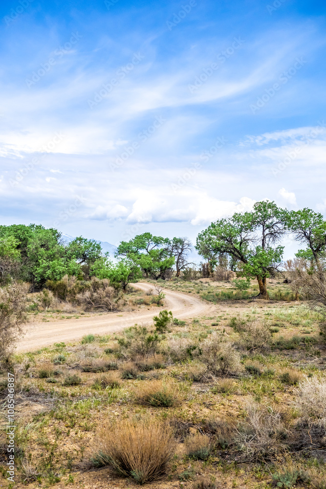 Highway at the desert rock with gnarled trees Highway at the desert rock with gnarled trees