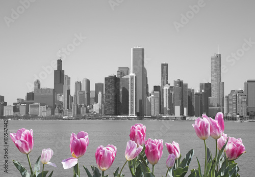Black and white view of Chicago from the river with red tulips