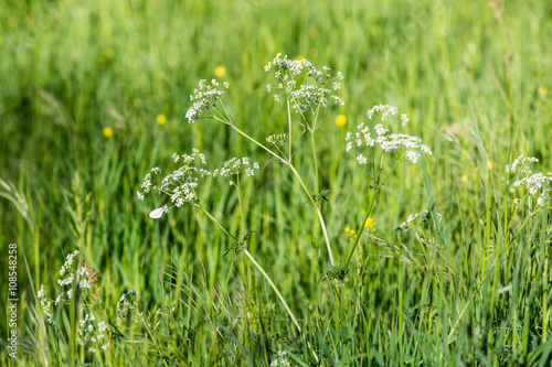 Plain green meadow