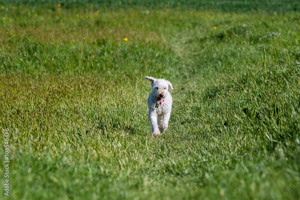 Fototapeta premium White poodle on meadow