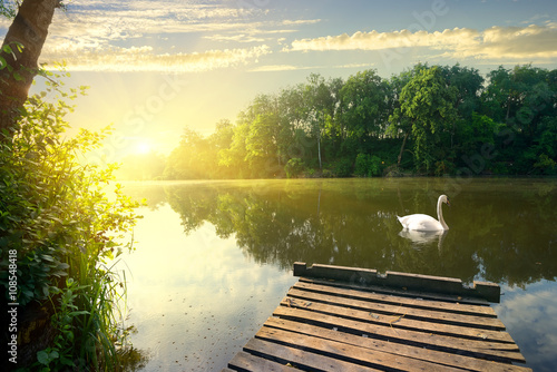 Graceful swan on river