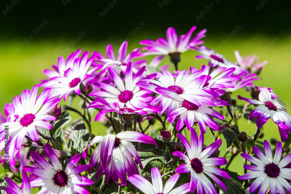Purple and white flowers in spring Purple and white flowers in spring